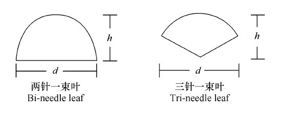 ͼ1ʪҶʾͼ