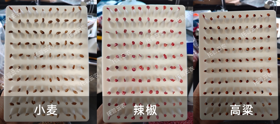 TP-SZC-50多功能真空数种置床台